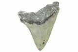 Serrated, Fossil Megalodon Tooth - North Carolina #371694-1